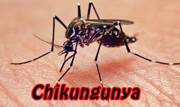chikungunyajpg